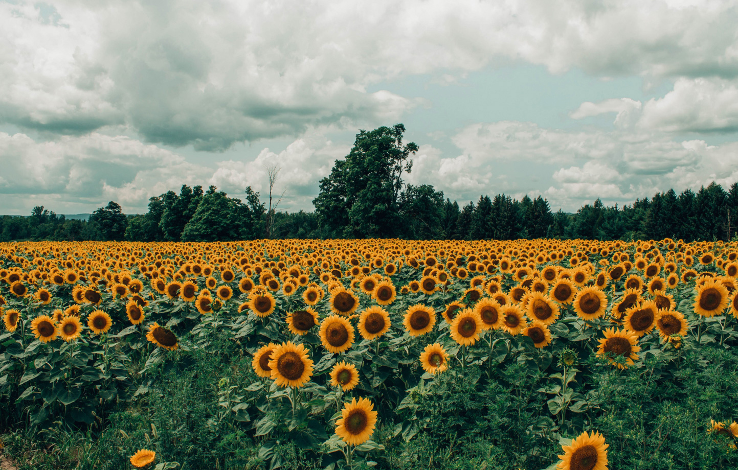 Sunflower Fields Near Me I can Visit