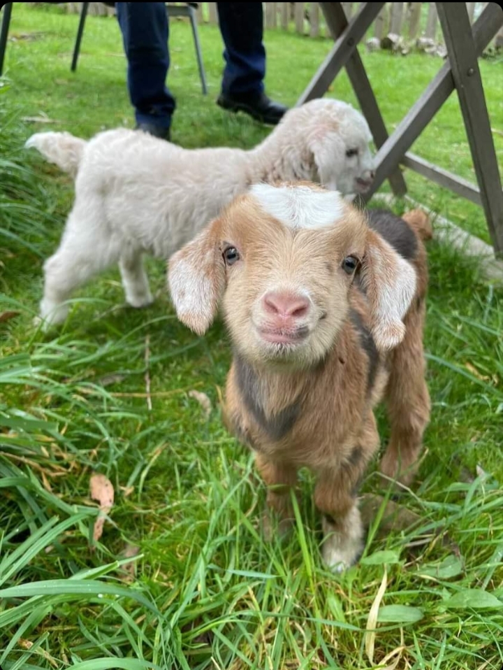 Hideaway Farmlet Miniature Goat Stud FARMER STAYS