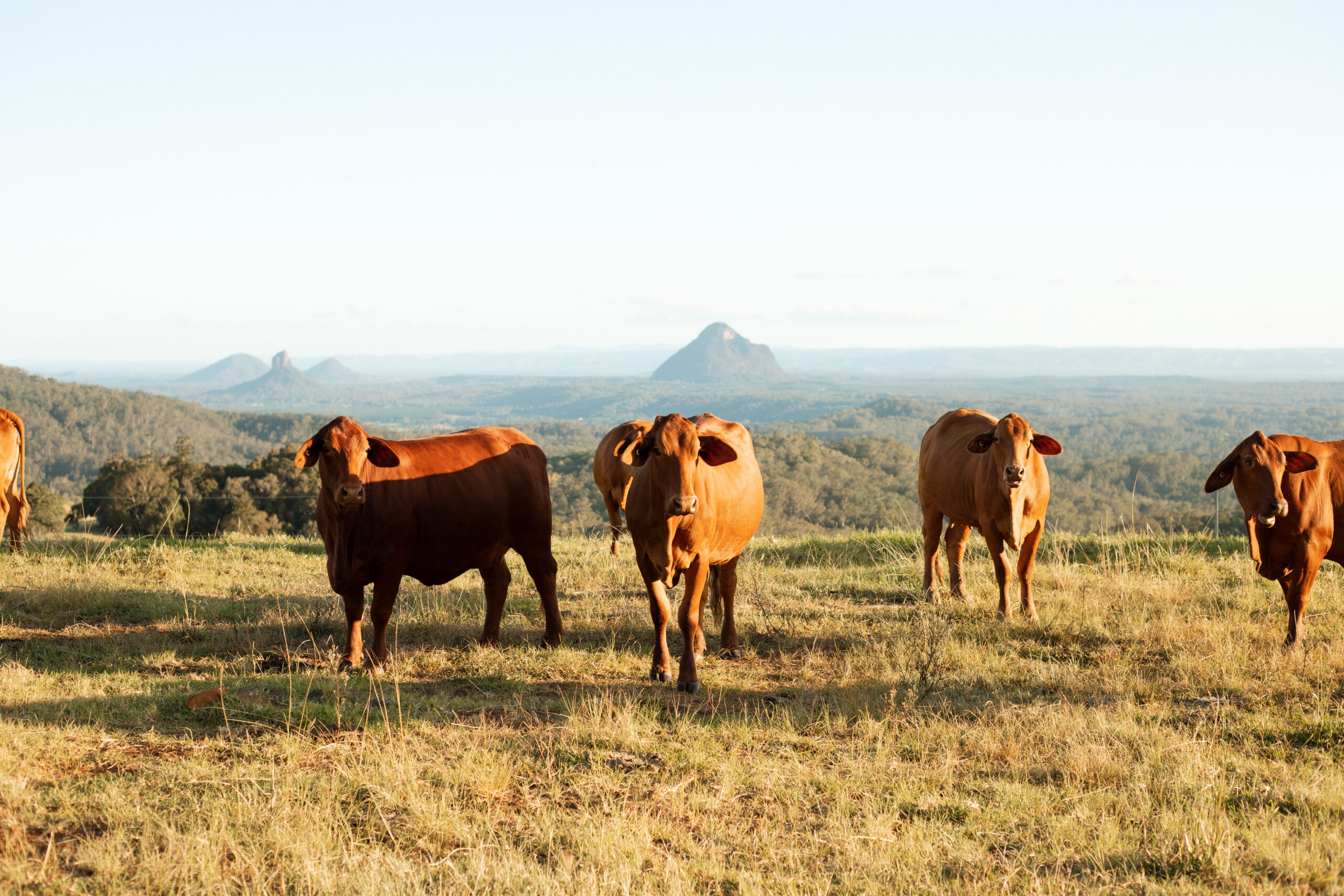 Sunshine coast farm stay cattle overlooking glass house mountians