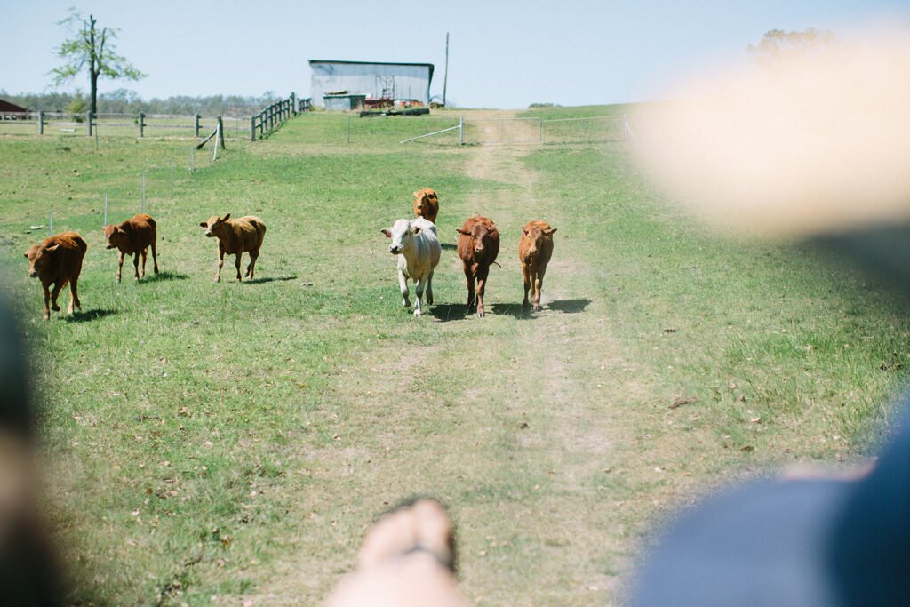 Working farm stay near Brisbane