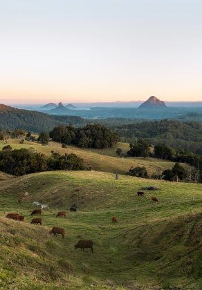 Sunshine coast fam stay view of the drought master cattle from Burgess Cottage
