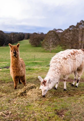 Luxury Farm Stays NSW with animals