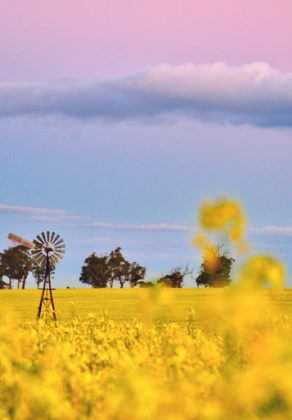 Canola Fields Near Perth York