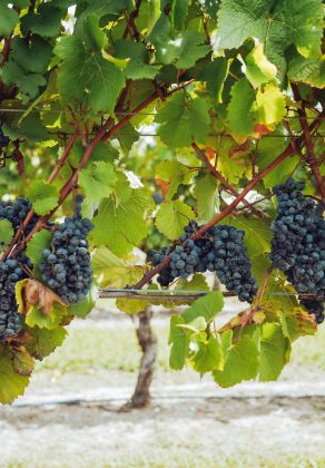 Farm Stay in Victoria